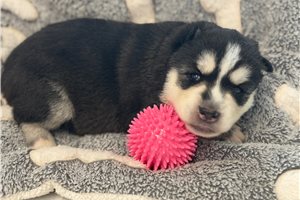 Flicka - Siberian Husky for sale