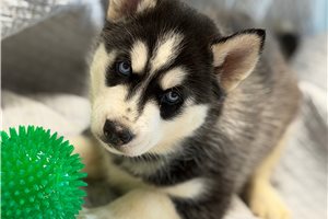 Fudge - Siberian Husky for sale