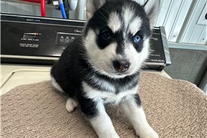 Allie - Siberian Husky for sale