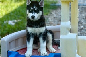 Felix - Siberian Husky for sale