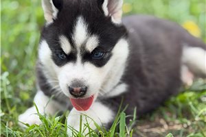 Felix - Siberian Husky for sale
