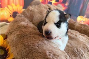 Nico - Siberian Husky for sale