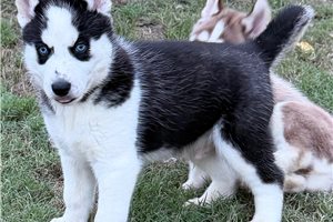 Nico - Siberian Husky for sale