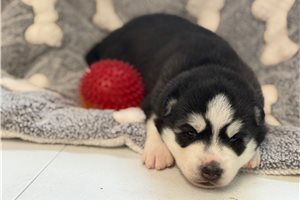 Felix - Siberian Husky for sale