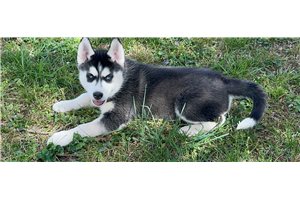 Cami - Siberian Husky for sale