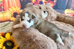 Nolan - Siberian Husky for sale