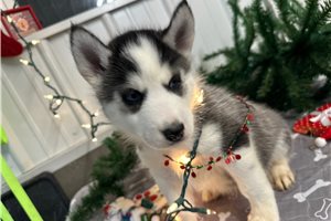Antonio - Siberian Husky for sale