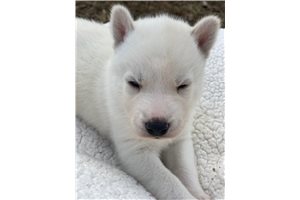 Lawson - Siberian Husky for sale