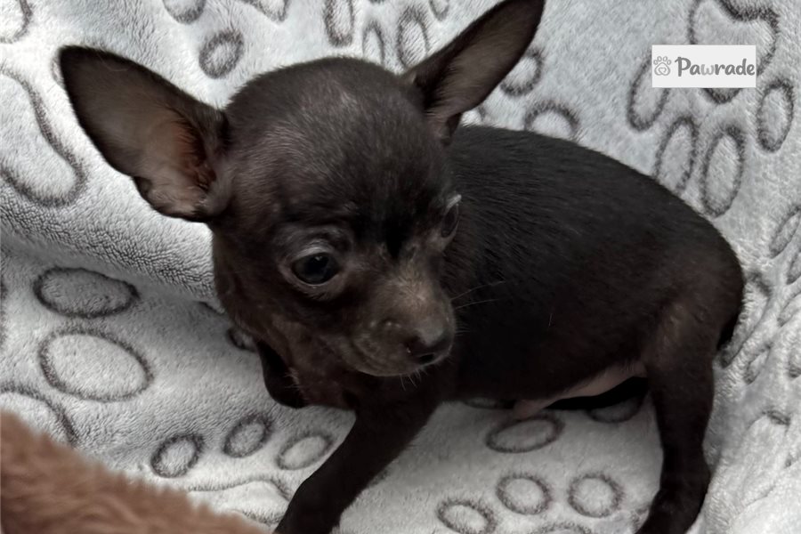 Drew - Chihuahua for sale