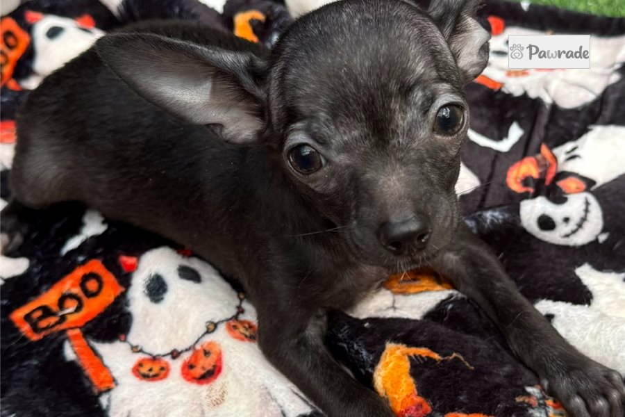 Drew - Chihuahua for sale