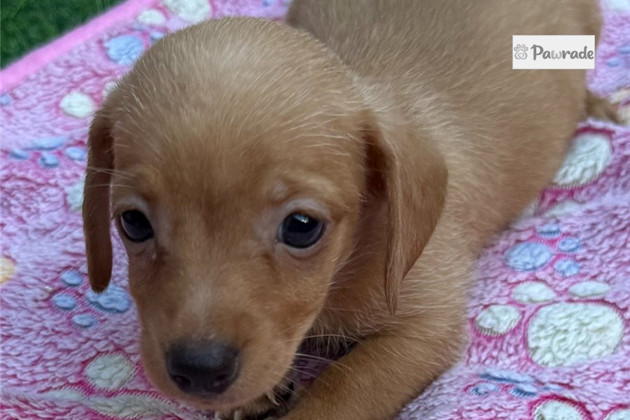 Kora - Mini Dachshund for sale