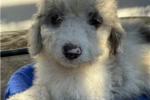 Elmo - Aussiedoodle for sale