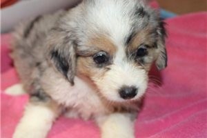 Satin - puppy for sale