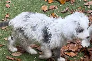 Elmo - puppy for sale