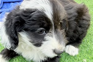 Ezra - Aussiedoodle for sale