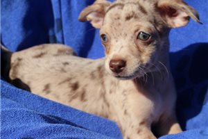 Ewan - Chihuahua for sale