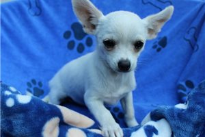 Danny - Chihuahua for sale
