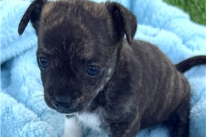 Clive - puppy for sale