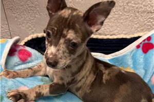 Alto - Chihuahua for sale