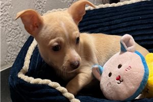 Danny - Chihuahua for sale