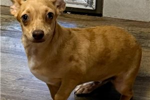 Goose - Chihuahua for sale