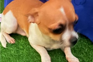 Tyrese - puppy for sale