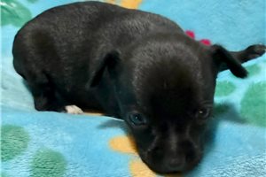 Donovan - puppy for sale