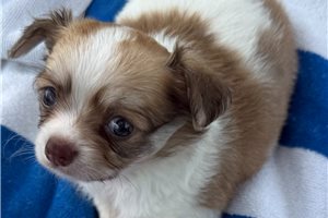 Earl - puppy for sale