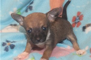 Bobby - Chihuahua for sale