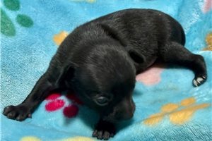 Drew - puppy for sale