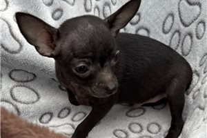 Drew - Chihuahua for sale