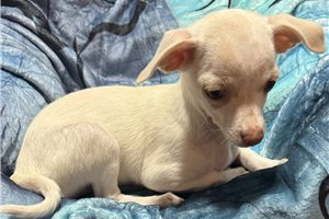 Evelyn - puppy for sale