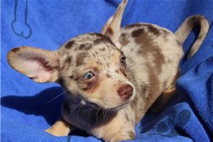 Radcliffe - Chihuahua for sale