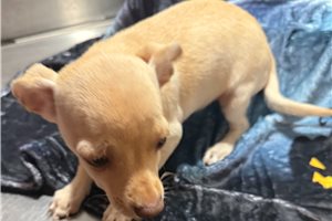 Ethel - Chihuahua for sale