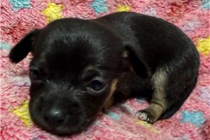Jade - Chihuahua for sale