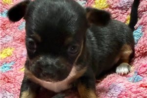 Julia - Chihuahua for sale