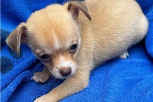 Alexei - Chihuahua for sale