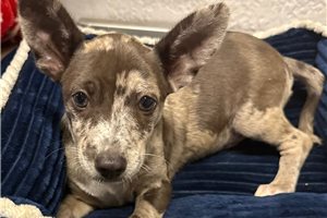 Alto - Chihuahua for sale