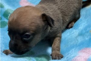 James - puppy for sale