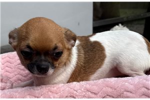 Tori - Chihuahua for sale