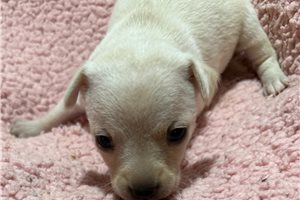 Darcy - Chihuahua for sale