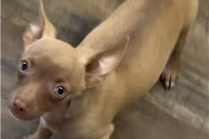 Alvin - Chihuahua for sale