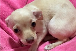 Ethel - puppy for sale