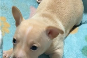 Danny - Chihuahua for sale