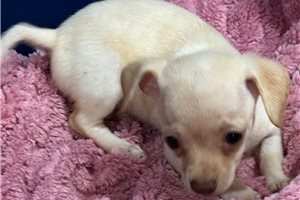 Ethel - Chihuahua for sale