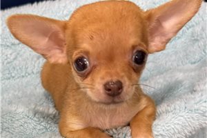 Evan - Chihuahua for sale
