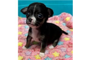 Gabby - Chihuahua for sale