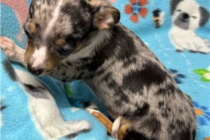 Bodie - Chihuahua for sale