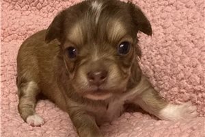 Delta - puppy for sale