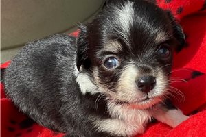 Kate - puppy for sale